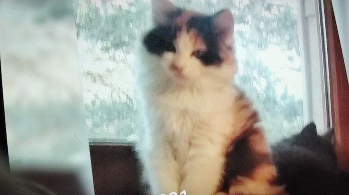 Kitten zu verkaufen