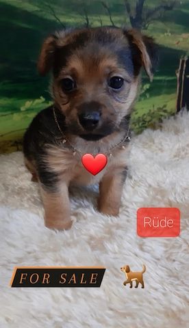 Süße Yorki Russel suchen ein schönes Zuhause