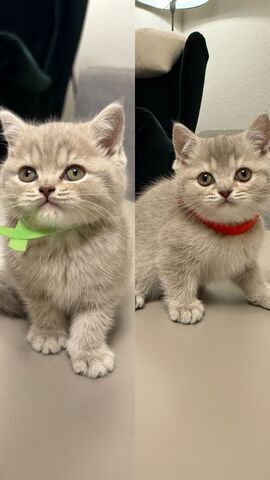 BKH KITTEN abgabebereit weiblich und männlich GEIMPFT UND KASTRIERT