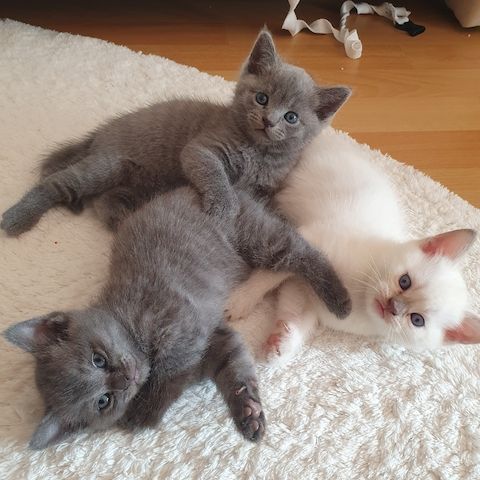 BKH Kitten weiße u Grau Katzen weiblich männlich WT 21.06. reinrassig
