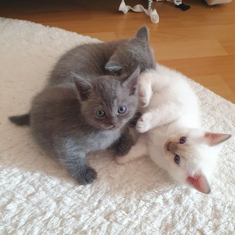 BKH Kitten weiße u Grau Katzen weiblich männlich WT 21.06. reinrassig