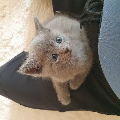 BKH Kitten weiße u Grau Katzen weiblich männlich WT 21.06. reinrassig