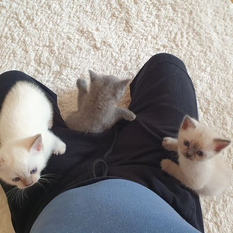 BKH Kitten weiße u Grau Katzen weiblich männlich WT 21.06. reinrassig