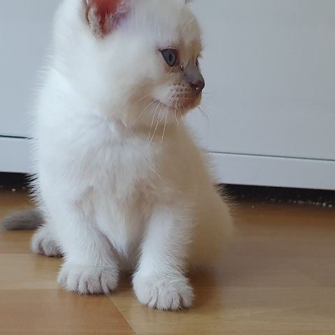 BKH Kitten weiße u Grau Katzen weiblich männlich WT 21.06. reinrassig
