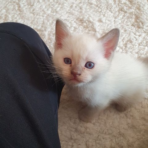 BKH Kitten weiße u Grau Katzen weiblich männlich WT 21.06. reinrassig