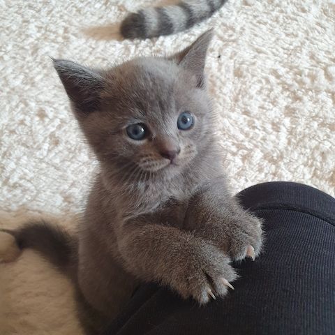 BKH Kitten weiße u Grau Katzen weiblich männlich WT 21.06. reinrassig