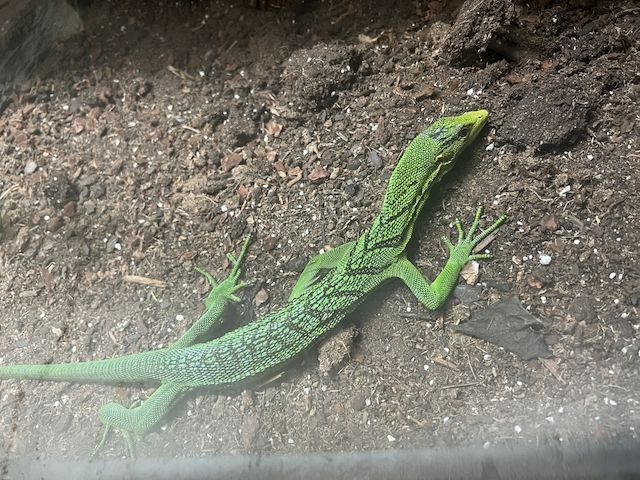 Smaragdbaumwaran (Varanus prasinus)