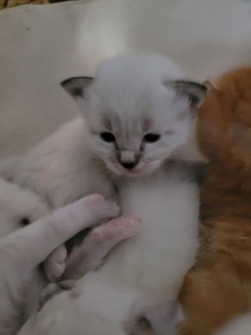 5 Kitten Ragdoll/ Waldkatze in liebevolle Hände abzugeben