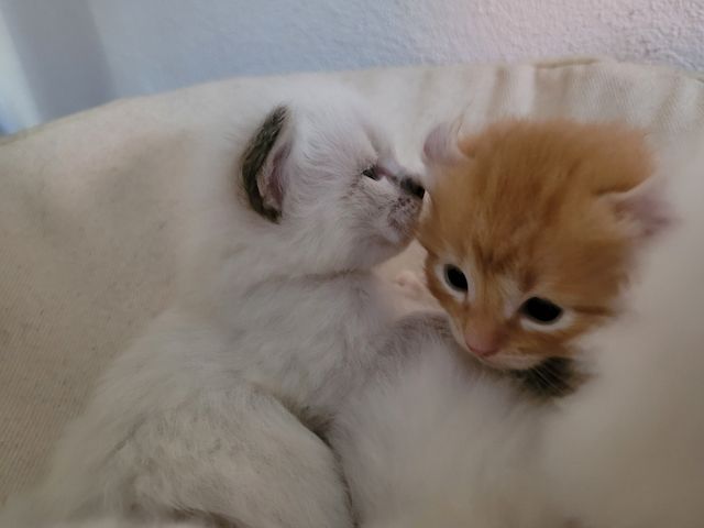 5 Kitten Ragdoll/ Waldkatze in liebevolle Hände abzugeben