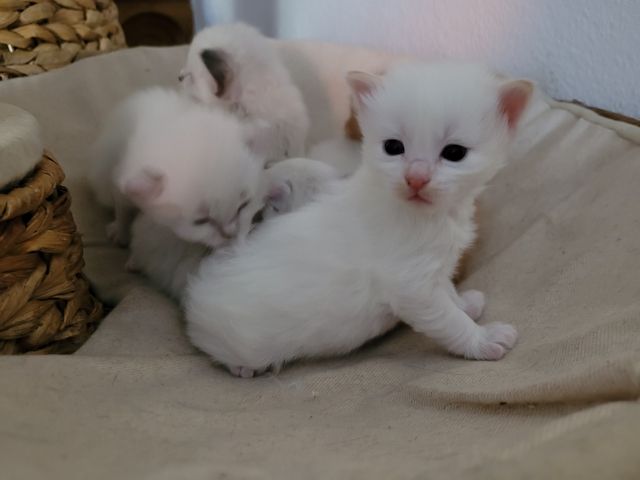 5 Kitten Ragdoll/ Waldkatze in liebevolle Hände abzugeben