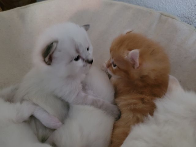 5 Kitten Ragdoll/ Waldkatze in liebevolle Hände abzugeben