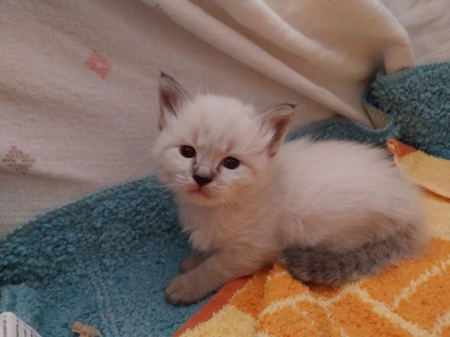 5 Kitten Ragdoll/ Waldkatze in liebevolle Hände abzugeben