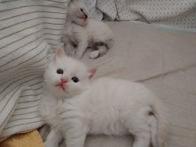 5 Kitten Ragdoll/ Waldkatze in liebevolle Hände abzugeben