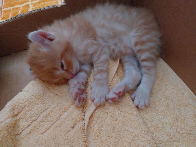 5 Kitten Ragdoll/ Waldkatze in liebevolle Hände abzugeben