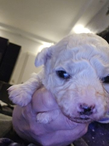 Bichon Frisé Welpen mit Papiere
