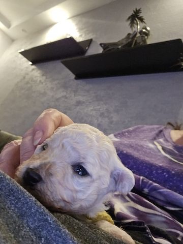 Bichon Frisé Welpen mit Papiere