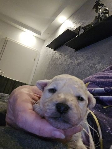 Bichon Frisé Welpen mit Papiere