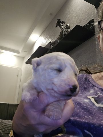 Bichon Frisé Welpen mit Papiere