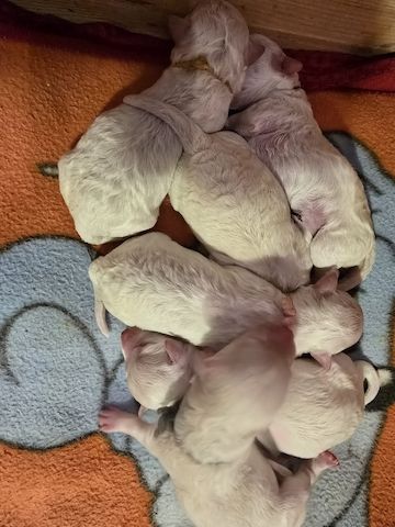 Bichon Frisé Welpen mit Papiere