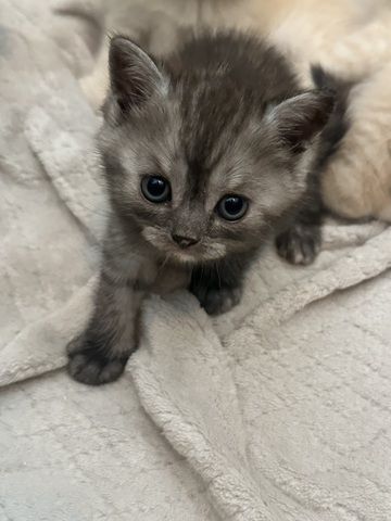 BKH Kitten