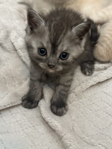 BKH Kitten