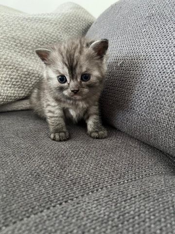 BKH Kitten