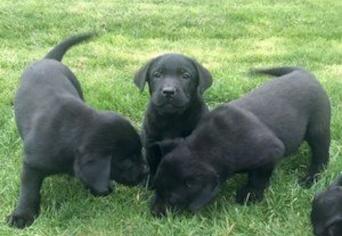 Qualit?t Labrador Welpen-WHATSAPP::+4915510348975
