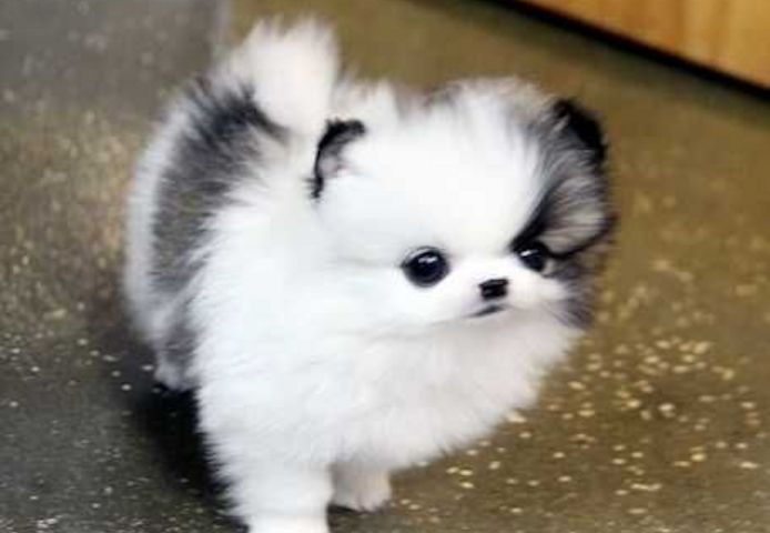 MINI.POMERANIAN ZWERGSPITZ BOO WELPEN-WHATSAPP::+4915510348975
