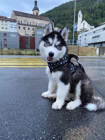 Süße Siberian Husky Welpen-WHATSAPP::+4915510348975