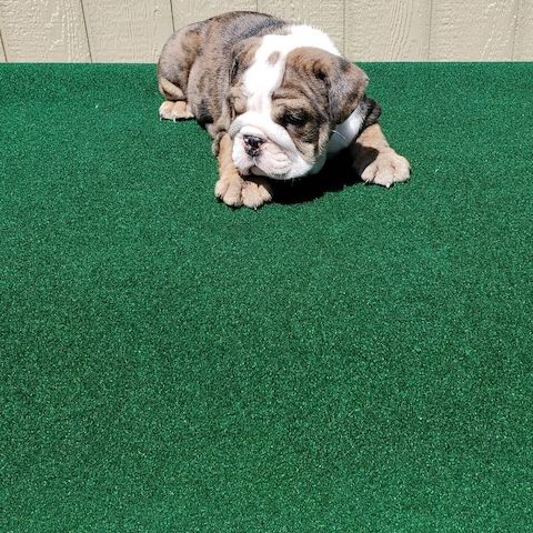 Englische Bulldogge Welpen-KOSTENLOS-WHATSAPP::+4915510348975