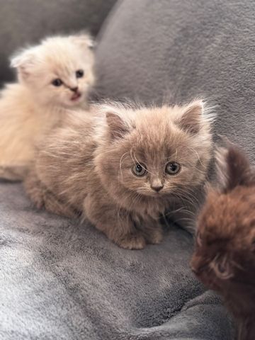 Katzen