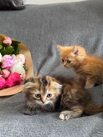 Katzen