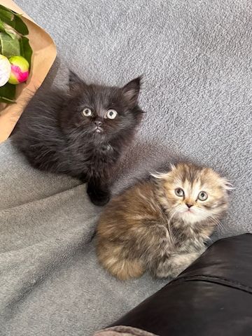 Katzen