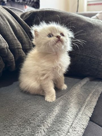 Katzen