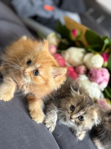 Katzen