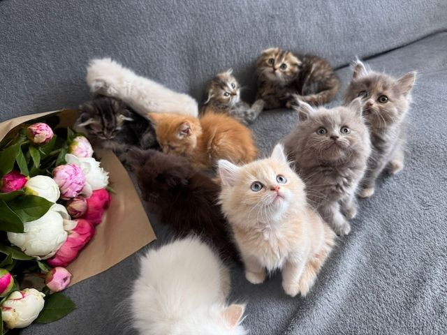 Katzen