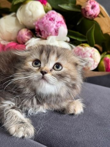 Katzen