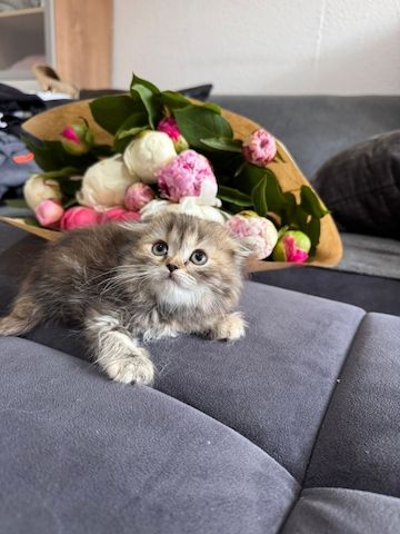 Katzen