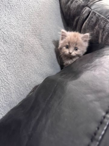 Katzen