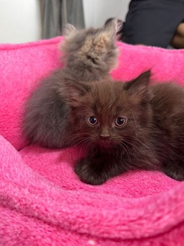 Katzen
