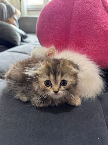 Katzen