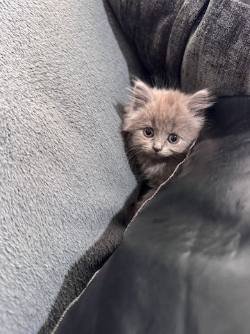 Katzen