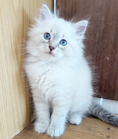Neva Masquerade Kitten Reinrassig & Gesund | 3 Männliche Kitten verfügbar