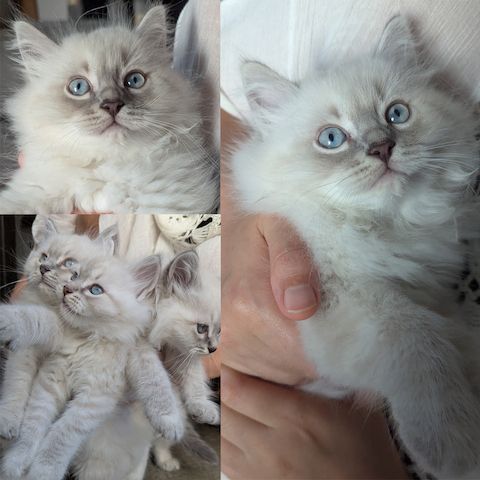 Neva Masquerade Kitten Reinrassig & Gesund | 3 Männliche Kitten verfügbar
