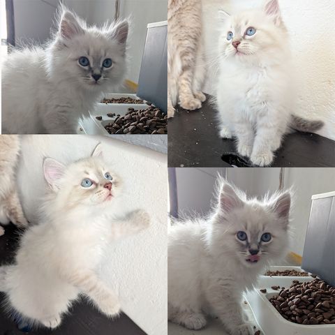 Neva Masquerade Kitten Reinrassig & Gesund | 3 Männliche Kitten verfügbar