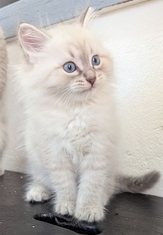 Neva Masquerade Kitten Reinrassig & Gesund | 3 Männliche Kitten verfügbar