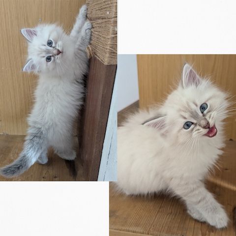 Neva Masquerade Kitten Reinrassig & Gesund | 3 Männliche Kitten verfügbar