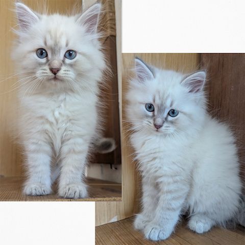 Neva Masquerade Kitten Reinrassig & Gesund | 3 Männliche Kitten verfügbar