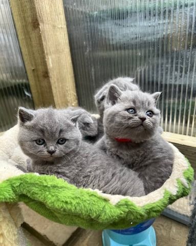 Britische Kurzhaar-Kätzchen zur Adoption