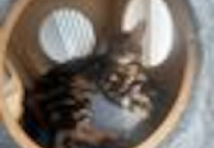 2 Jahre alter, kastrierter Kater (Bengale - Marbel) mit Stammbaum